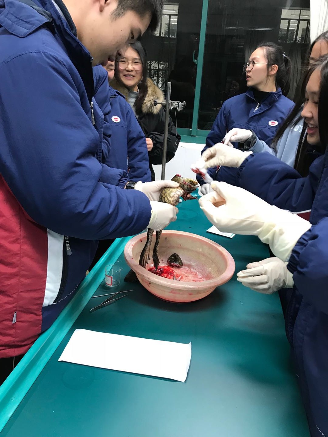 我校生物教研组在生物实验室组织举办了牛蛙脊髓反射实验活动